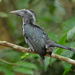 Black Dwarf Hornbill - Photo (c) Nik Borrow, some rights reserved (CC BY-NC)