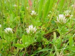Trifolium squamosum