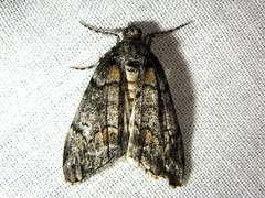 Smyriodes trigramma