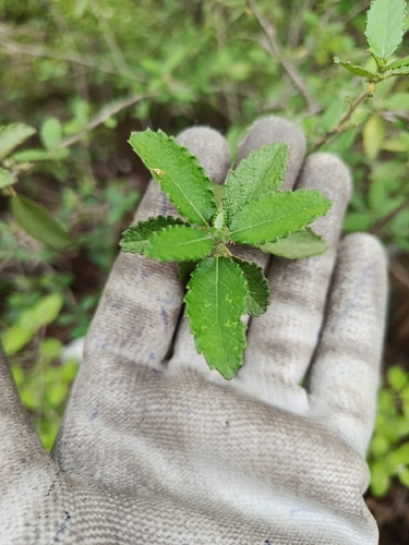Bernardia myricifolia, 2026-10-28