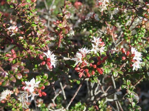 Image of Shiny Phebalium (Leionema lamprophyllum) by (c) Elspeth Swan, some rights reserved (CC BY)