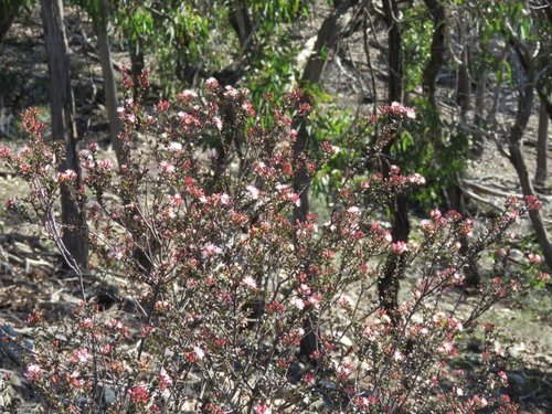 Image of Shiny Phebalium (Leionema lamprophyllum) by (c) Elspeth Swan, some rights reserved (CC BY)