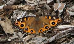 Junonia villida calybe