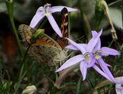 Junonia villida calybe