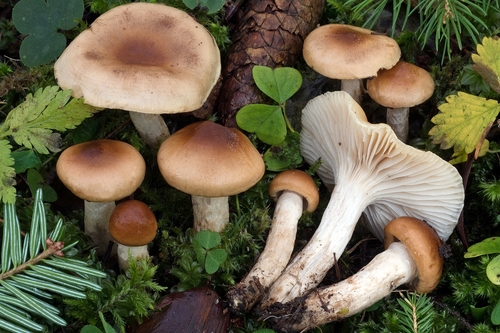 Hygrophorus discoideus observed 2026-10-24