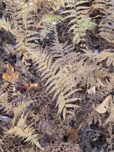 Amauropelta noveboracensis observed 2026-10-28