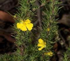Hibbertia prostrata
