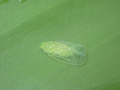 Tropiduchinae