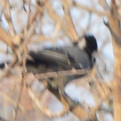 Melaniparus cinerascens