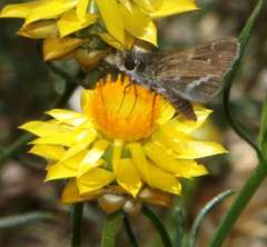 Taractrocera papyria papyria