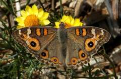 Junonia villida calybe