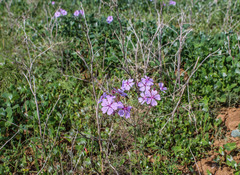 Geranium linearilobum
