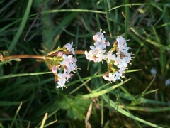 Valeriana dioica