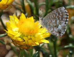 Theclinesthes serpentata serpentata