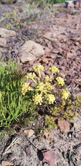 Nanobubon strictum