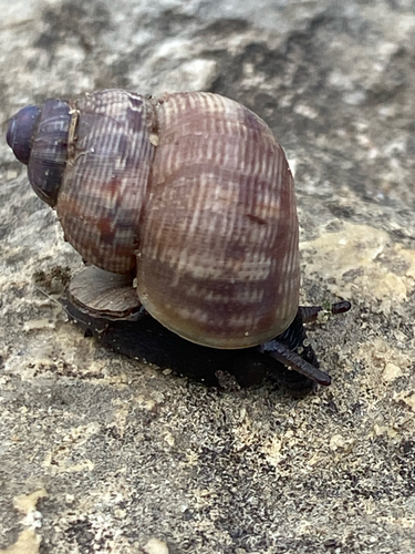 Littorina observed 2026-10-28