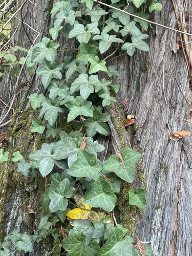 Hedera helix observed 2026-10-28