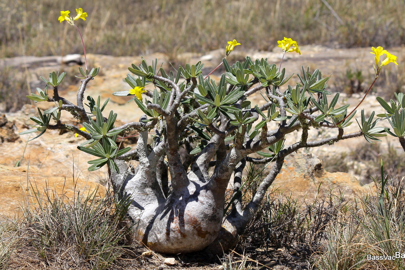 Pachypodium rosulatum