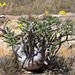 Elephant's Foot Plant - Photo (c) gillbsydney, some rights reserved (CC BY-NC), uploaded by gillbsydney