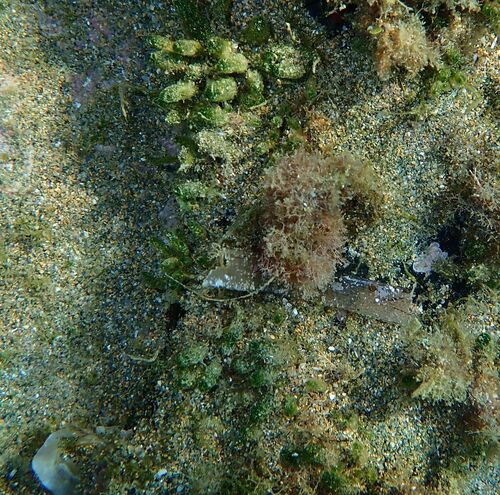 Dasycladus vermicularis observed 2026-10-28