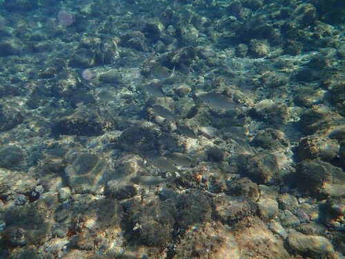Sarpa salpa observed 2026-10-28