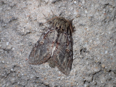 Peridea anceps