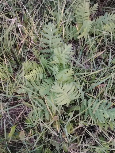 Tanacetum vulgare observed 2026-10-28