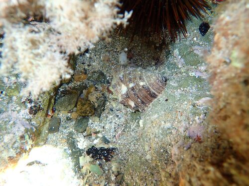 Stramonita haemastoma observed 2026-10-28