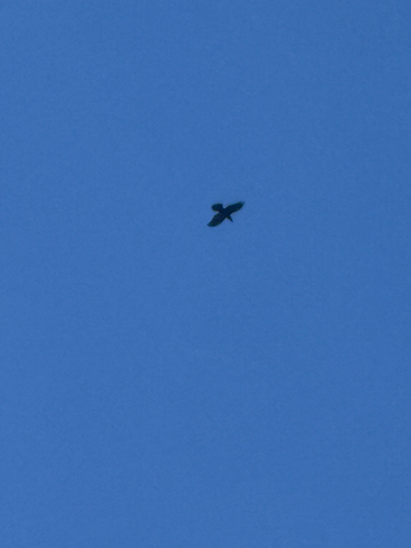 Corvus observed 2026-10-28