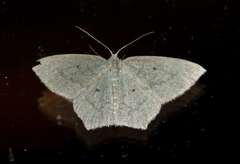 Maxates centrophylla