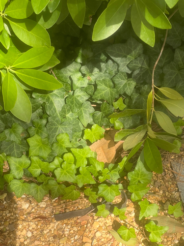Hedera helix observed 2026-10-28
