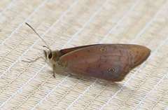 Heteronympha penelope penelope