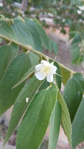 Muntingia calabura observed 2026-10-28