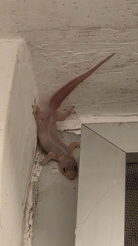 Gehyra mutilata observed 2026-10-29