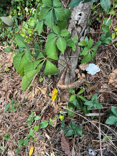 Cissus observed 2026-10-28