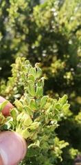 Psoralea obliqua