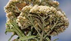 Ozothamnus ferrugineus