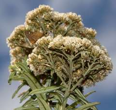 Ozothamnus ferrugineus