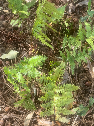 Dryopteris erythrosora observed 2026-10-28