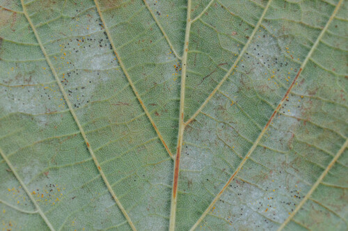 Phyllactinia guttata observed 2026-10-28