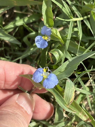 Commelina erecta observed 2026-10-28