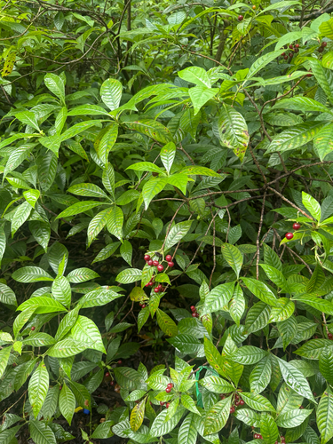 Psychotria observed 2026-10-28