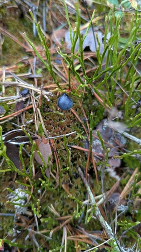 Vaccinium observed 2026-10-28