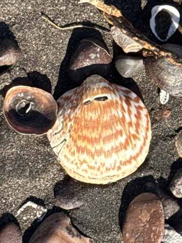 Glycymeris glycymeris, 2026-10-28