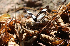 Hypolimnas anthedon wahlbergi