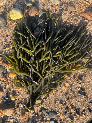 Codium observed 2026-10-27