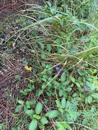 Stachytarpheta jamaicensis observed 2026-10-28