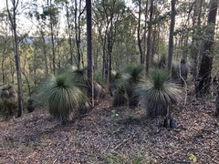 Xanthorrhoea glauca