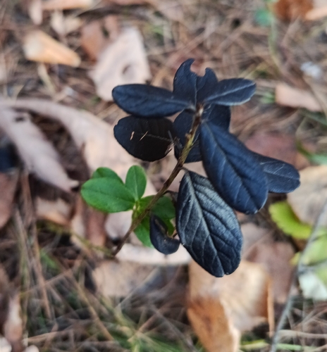 Vaccinium observed 2026-10-28