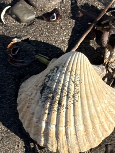 Pecten observed 2026-10-28